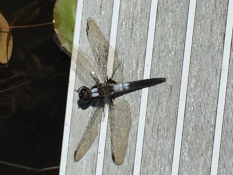 Photo of Chalk-fronted Corporal