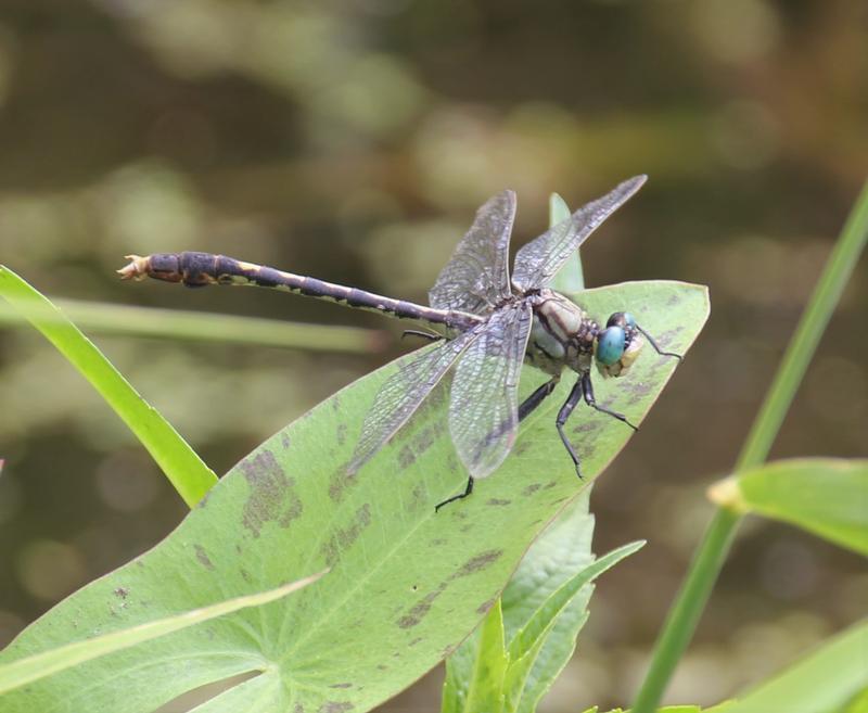 Photo of Unicorn Clubtail