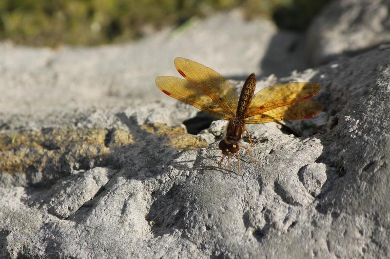 Photo of Eastern Amberwing