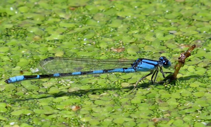 Photo of Tule Bluet