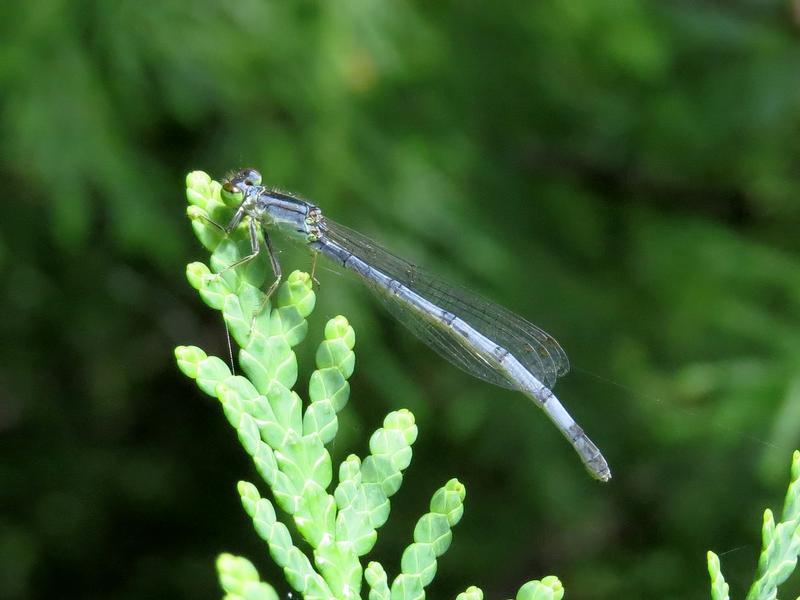 Photo of Eastern Forktail