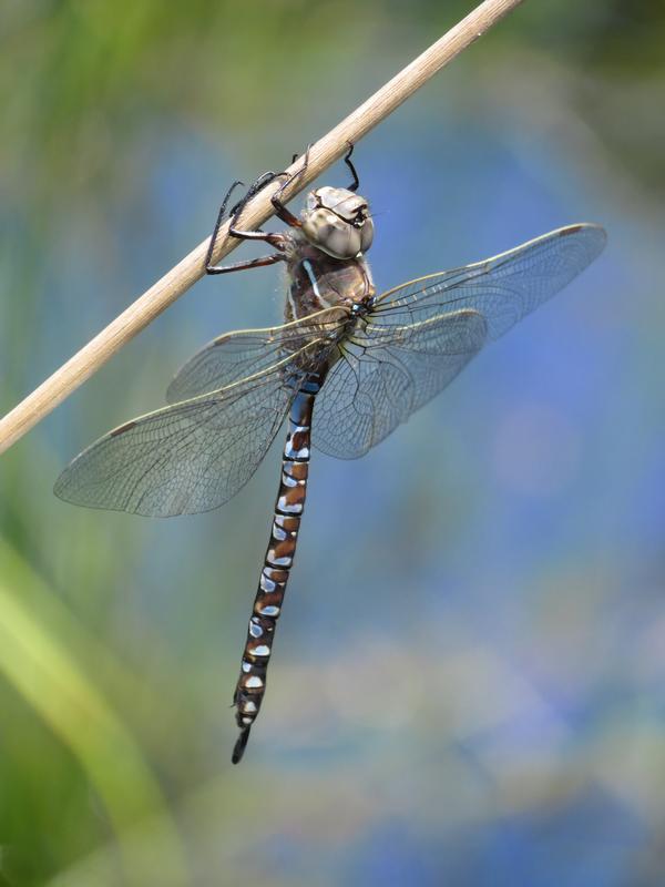 Photo of Variable Darner