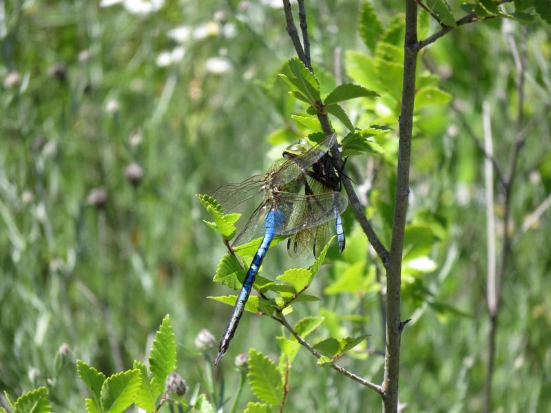 Photo of Common Green Darner