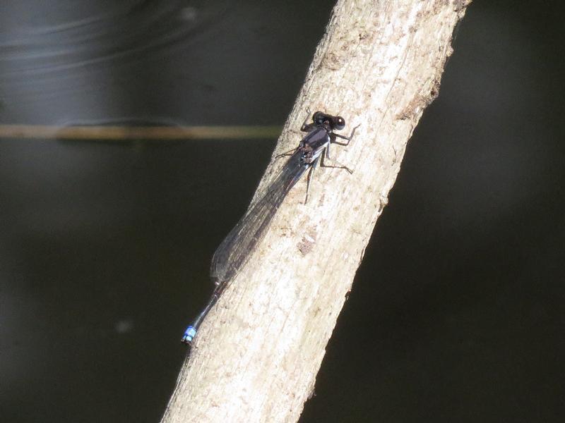 Photo of Blue-tipped Dancer