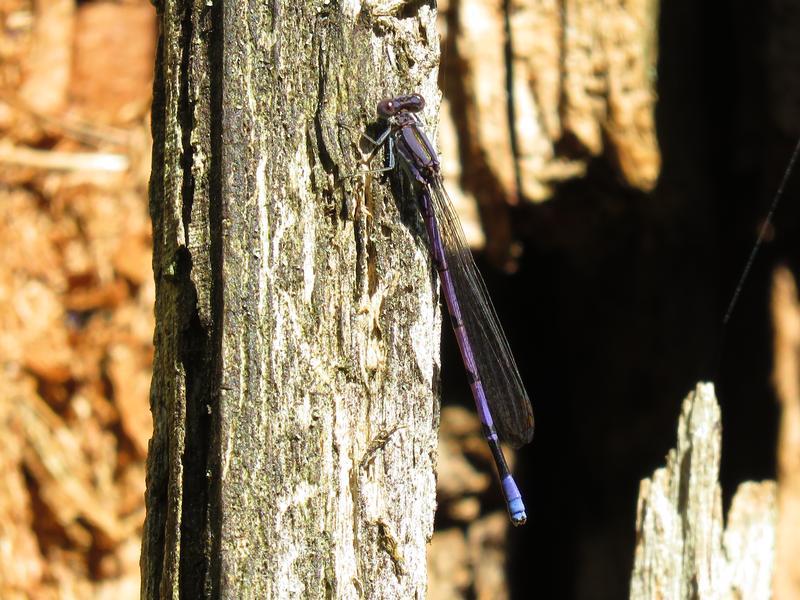 Photo of Variable Dancer (Violet Dancer ssp.)