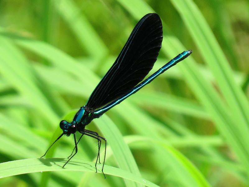 Photo of Ebony Jewelwing