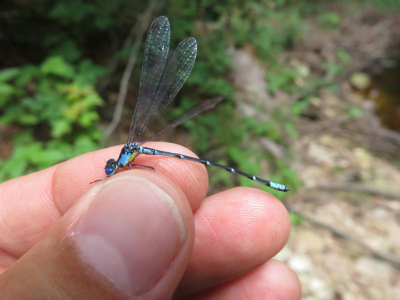 Photo of Aurora Damsel