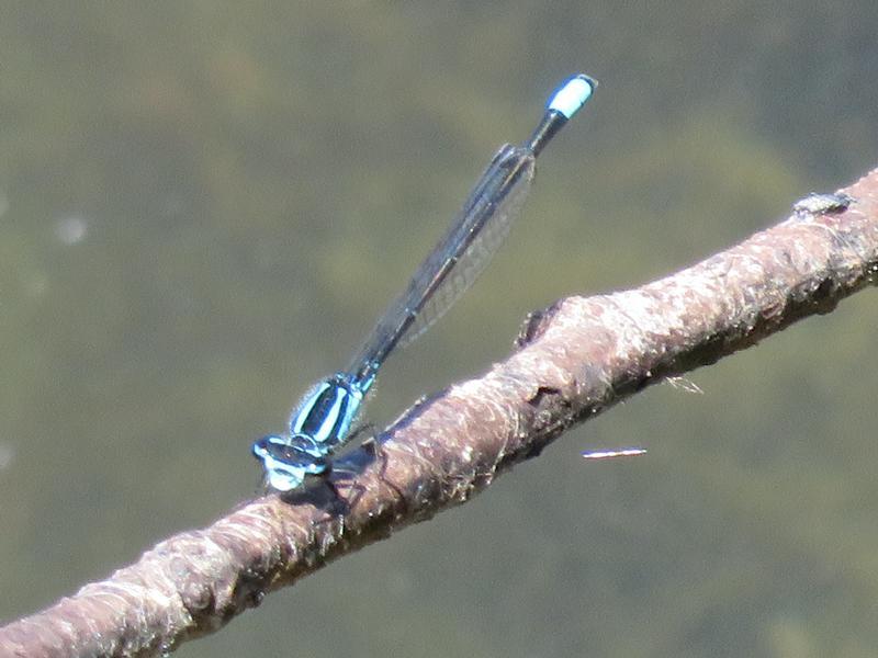 Photo of Skimming Bluet