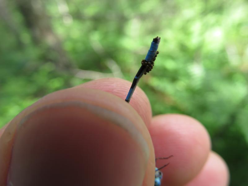 Photo of Hagen's Bluet