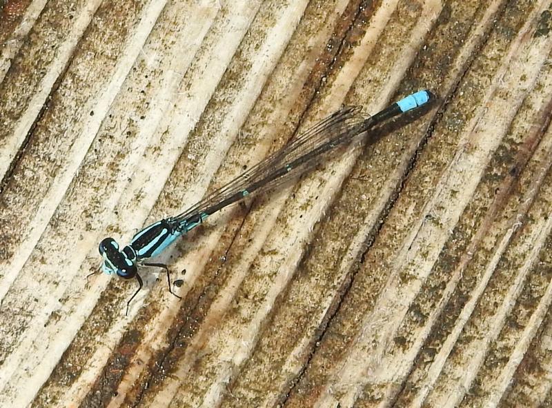 Photo of Skimming Bluet