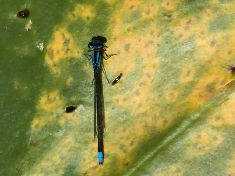 Photo of Skimming Bluet
