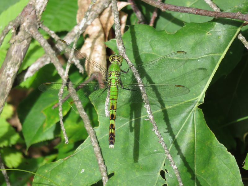 Photo of Eastern Pondhawk