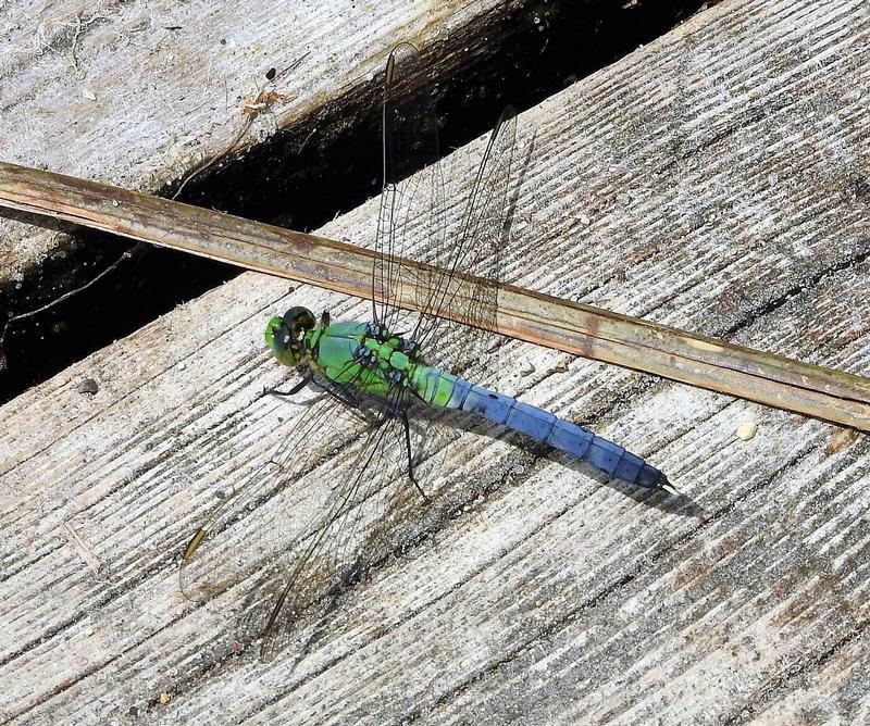 Photo of Eastern Pondhawk