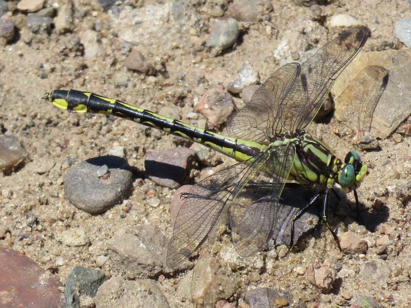 Photo of Midland Clubtail