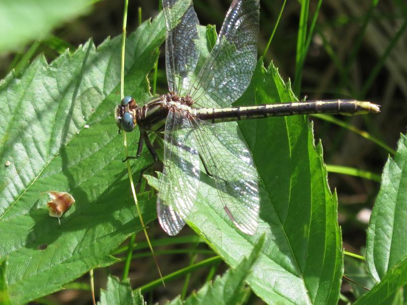 Photo of Lancet Clubtail