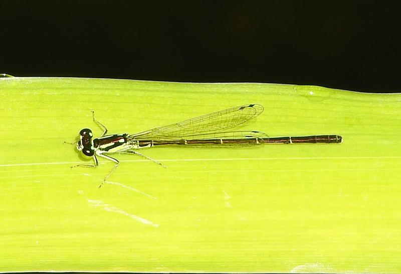 Photo of Fragile Forktail