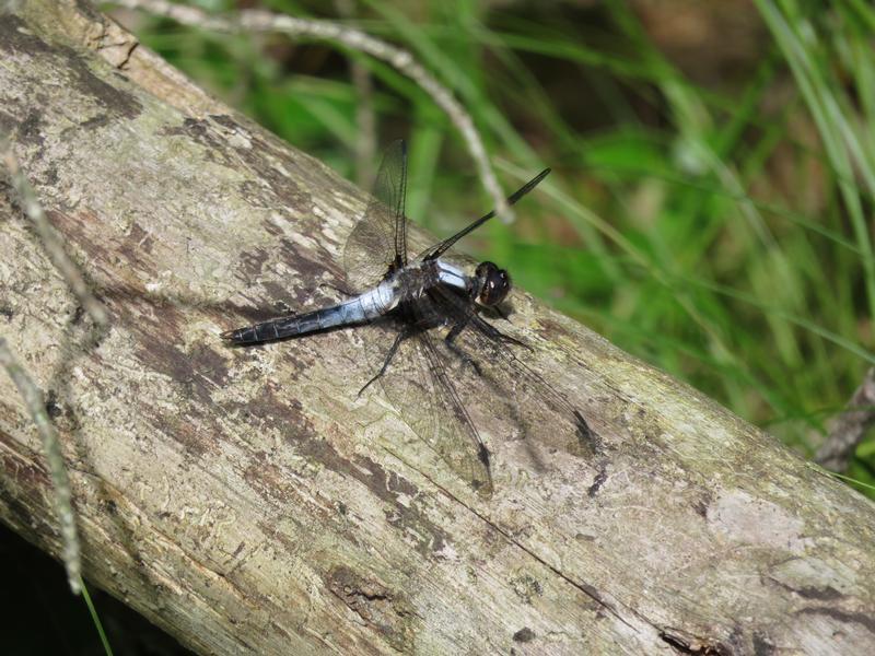 Photo of Chalk-fronted Corporal