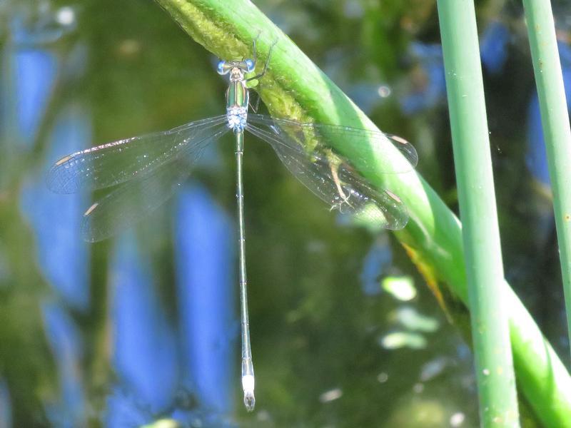 Photo of Elegant Spreadwing