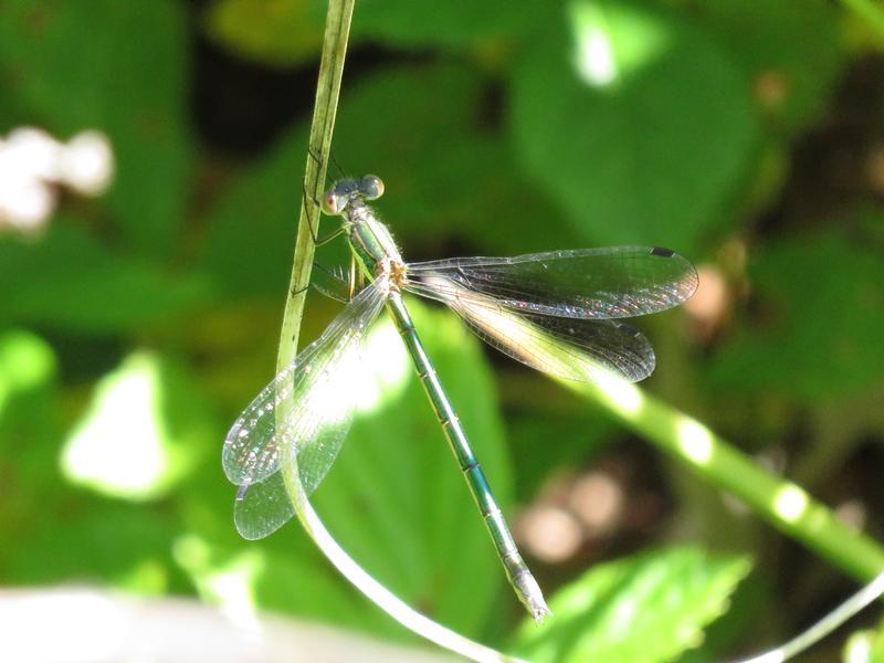 Photo of Emerald Spreadwing