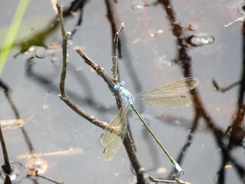 Photo of Amber-winged Spreadwing