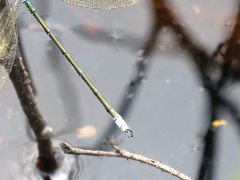 Photo of Amber-winged Spreadwing