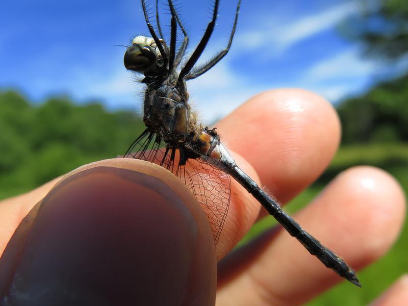 Photo of Belted Whiteface