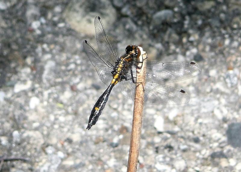 Photo of Dot-tailed Whiteface