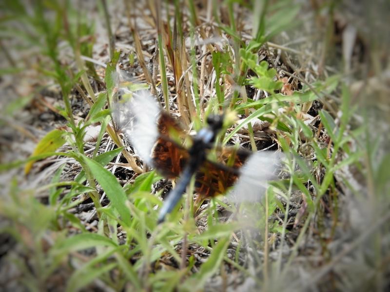 Photo of Widow Skimmer