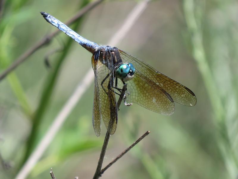 Photo of Blue Dasher