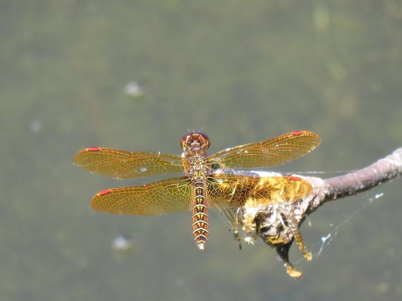 Photo of Eastern Amberwing