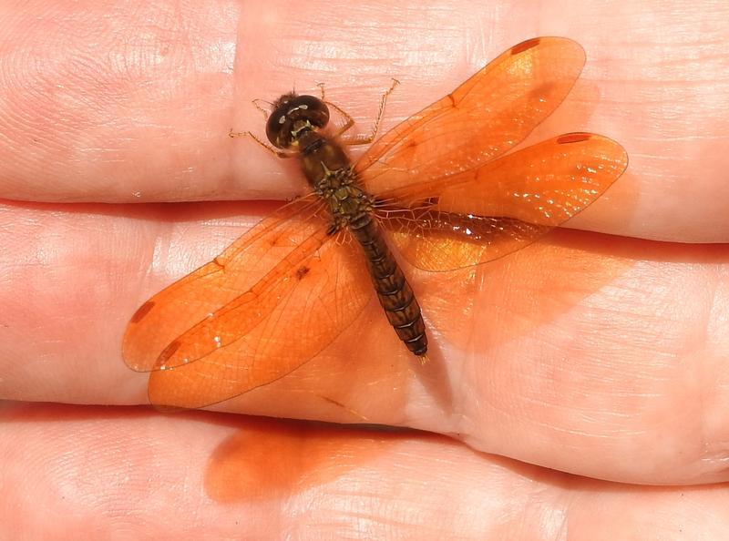 Photo of Eastern Amberwing