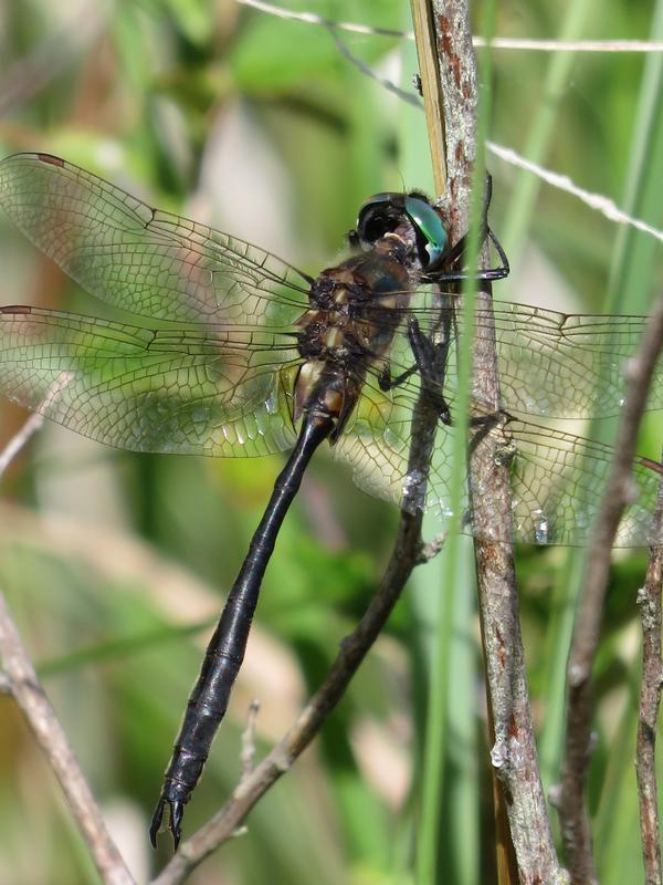 Photo of Kennedy's Emerald