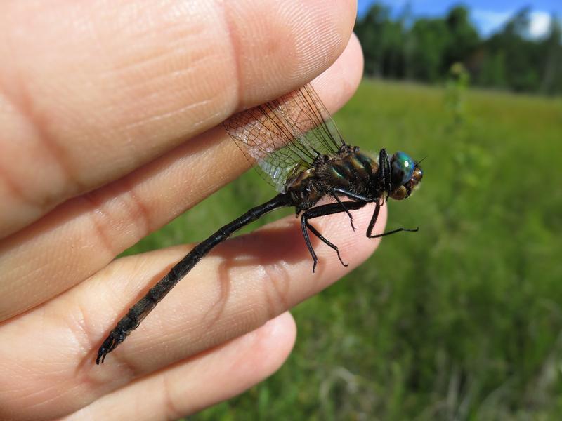 Photo of Kennedy's Emerald