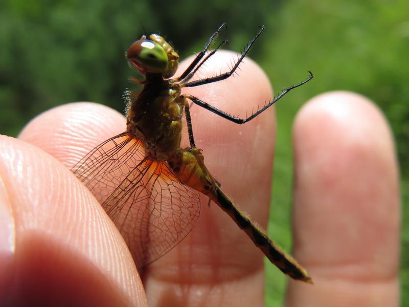 Photo of Cherry-faced Meadowhawk