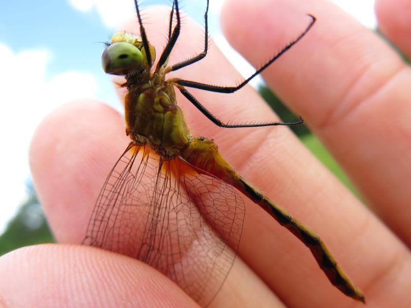 Photo of White-faced Meadowhawk