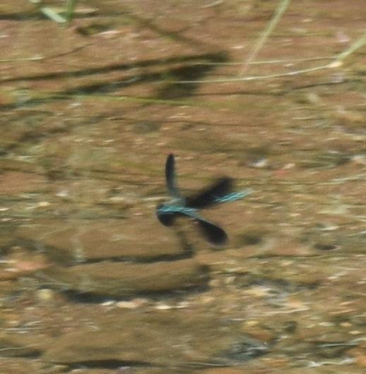 Photo of Ebony Jewelwing