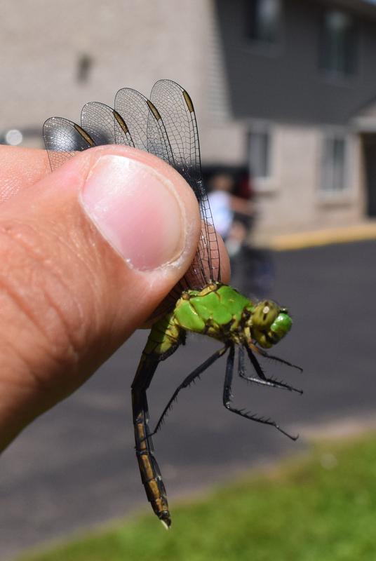 Photo of Eastern Pondhawk