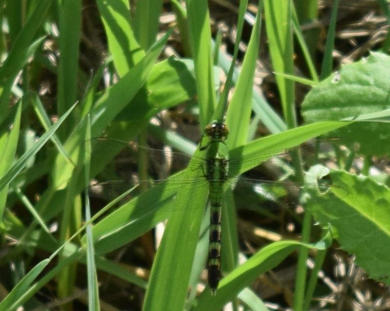 Photo of Eastern Pondhawk