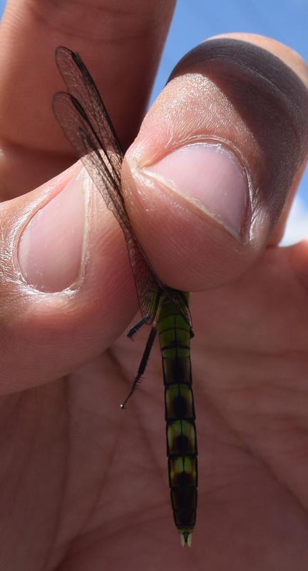 Photo of Eastern Pondhawk