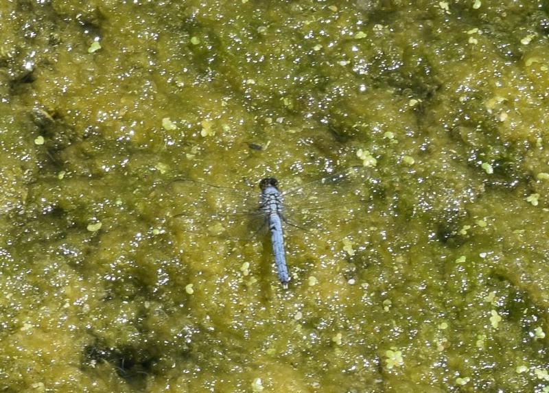 Photo of Eastern Pondhawk