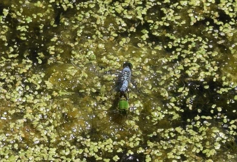 Photo of Eastern Pondhawk