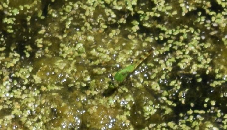 Photo of Eastern Pondhawk