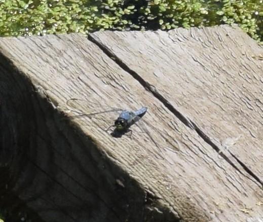 Photo of Eastern Pondhawk