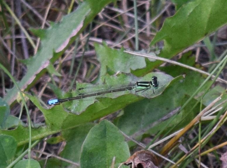 Photo of Eastern Forktail