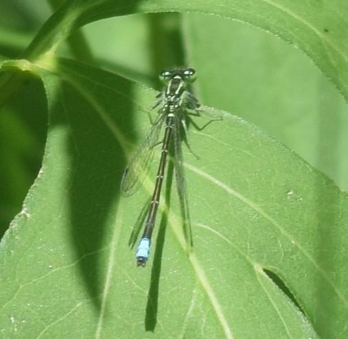 Photo of Eastern Forktail