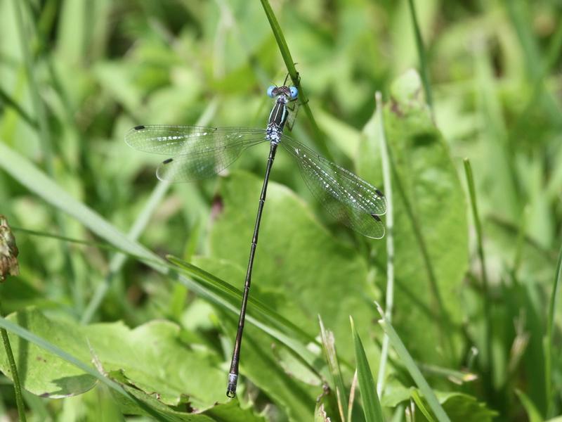 Photo of Slender Spreadwing