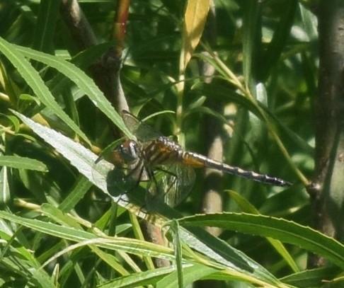 Photo of Blue Dasher