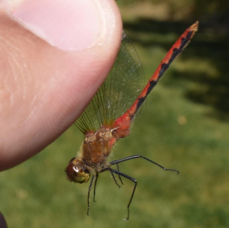 Photo of White-faced Meadowhawk
