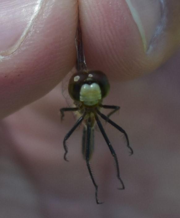 Photo of White-faced Meadowhawk