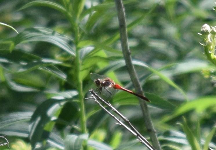 Photo of White-faced Meadowhawk